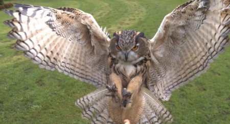 Búho Adulto   $3700